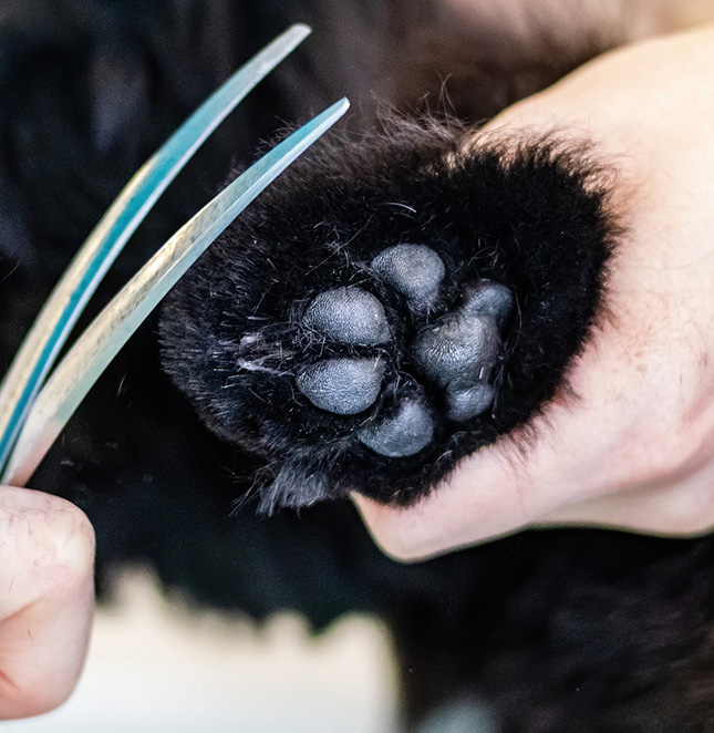 Peluquería Canina en Valencia