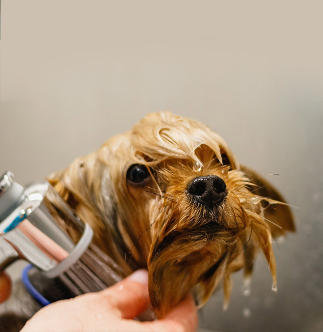 Peluquería Canina en Valencia