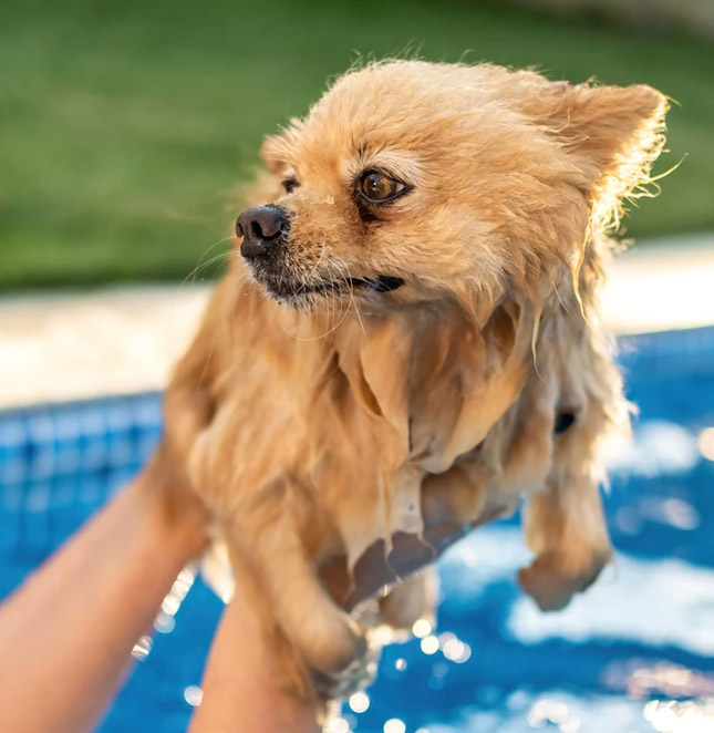 Piscina canina