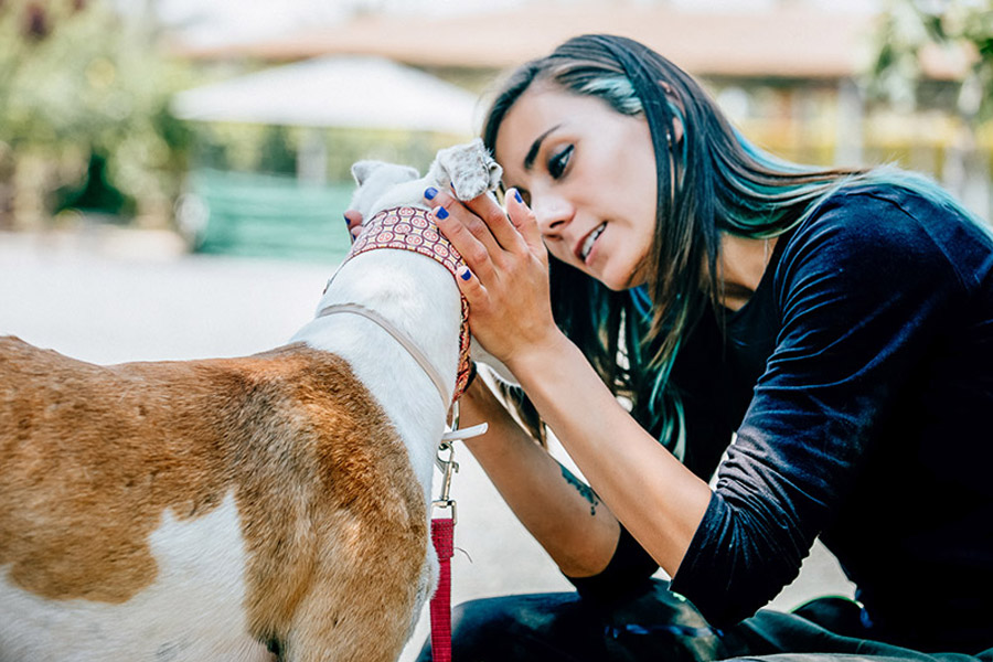 Servicio de Alojamiento Canino en Valencia