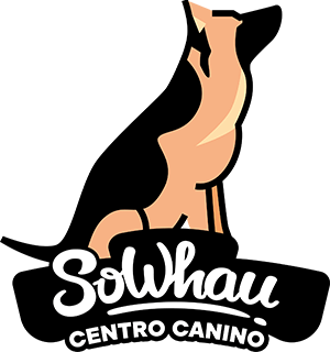 SoWhau | Escuela Canina en Valencia